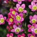 Saxifrages: planting, growing and care