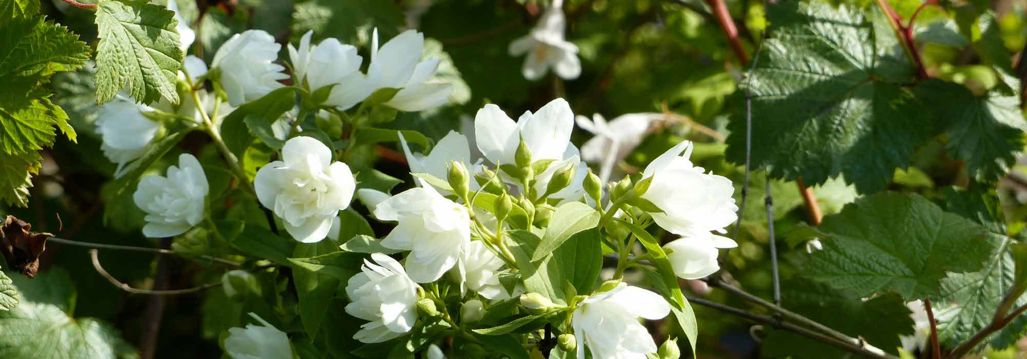 Mock orange, Philadelphus: planting, pruning and care