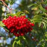 Sorbs, whitebeam: plant, prune and care