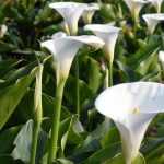 Arum lily: planting, growing and care