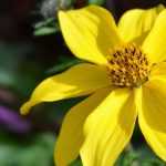 Bidens: planting, growing and care