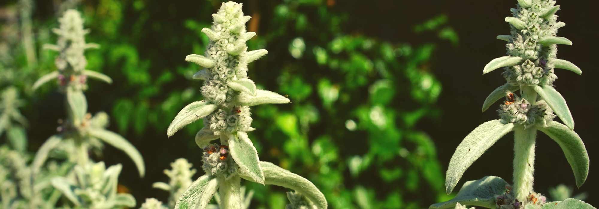 Bear's ear, Stachys : planting, cultivation and maintenance