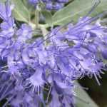Caryopteris, bluebeard: planting, pruning and care