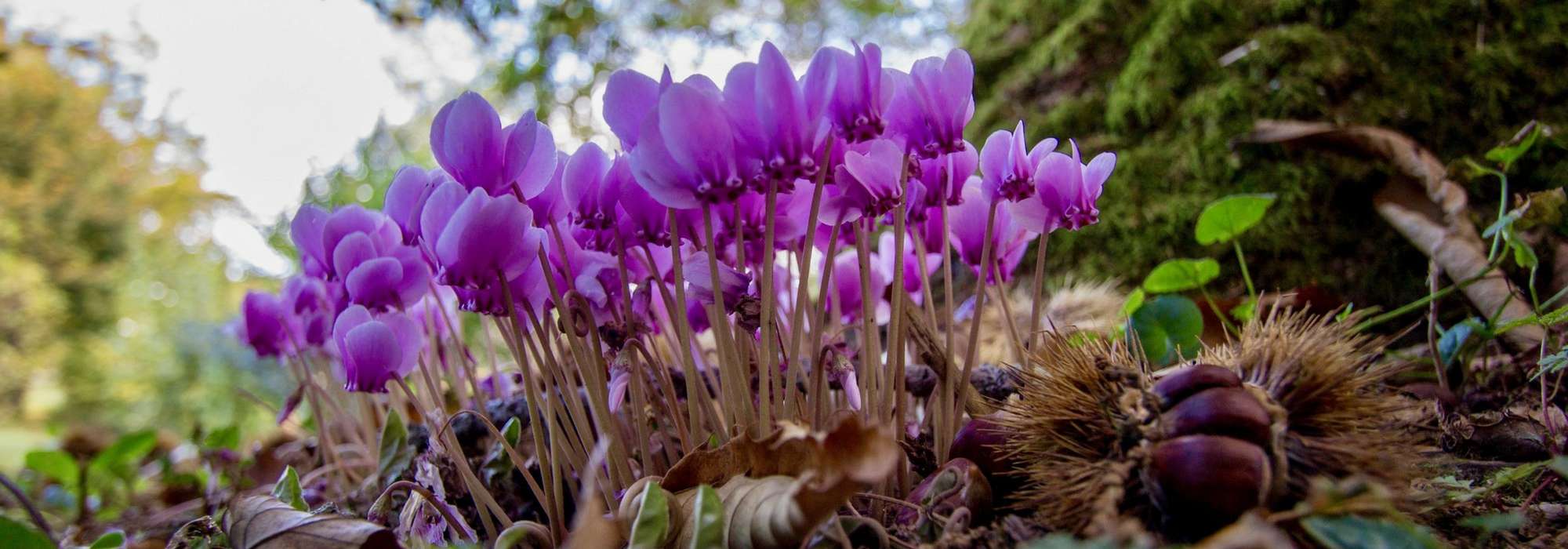 Cyclamen: planting, growing and care