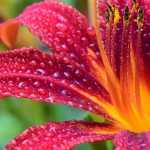 Daylily: planting, cultivation, division and maintenance