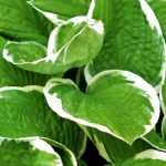 Hosta: planting, growing and care