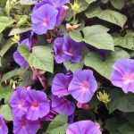 Ipomoeas: sowing, planting, growing and care