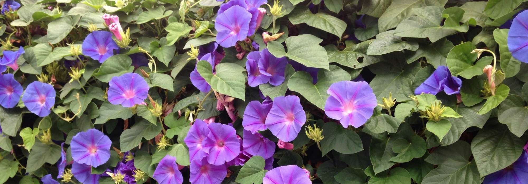 Ipomoeas: sowing, planting, growing and care