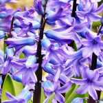 Hyacinth: planting, growing and care