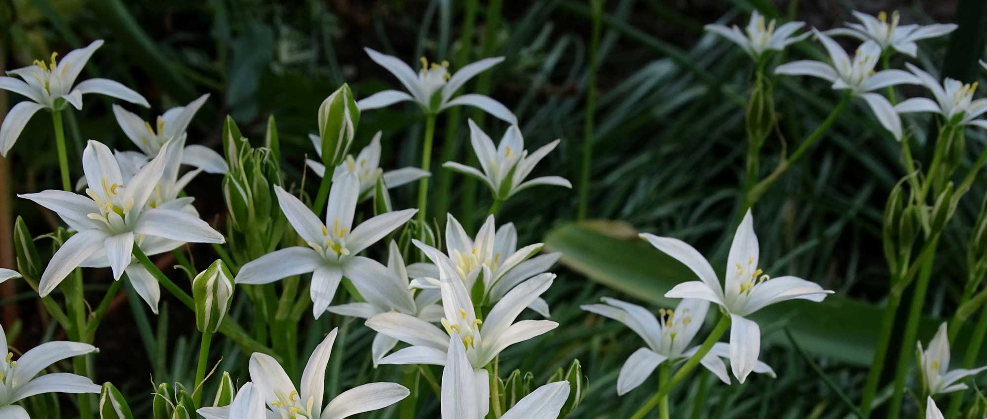 Ornithogalums: planting, growing and care