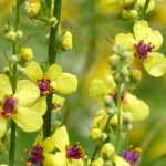 Verbascum, mullein: planting, growing and care