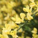 Broom, Cytisus : planting, pruning, maintenance