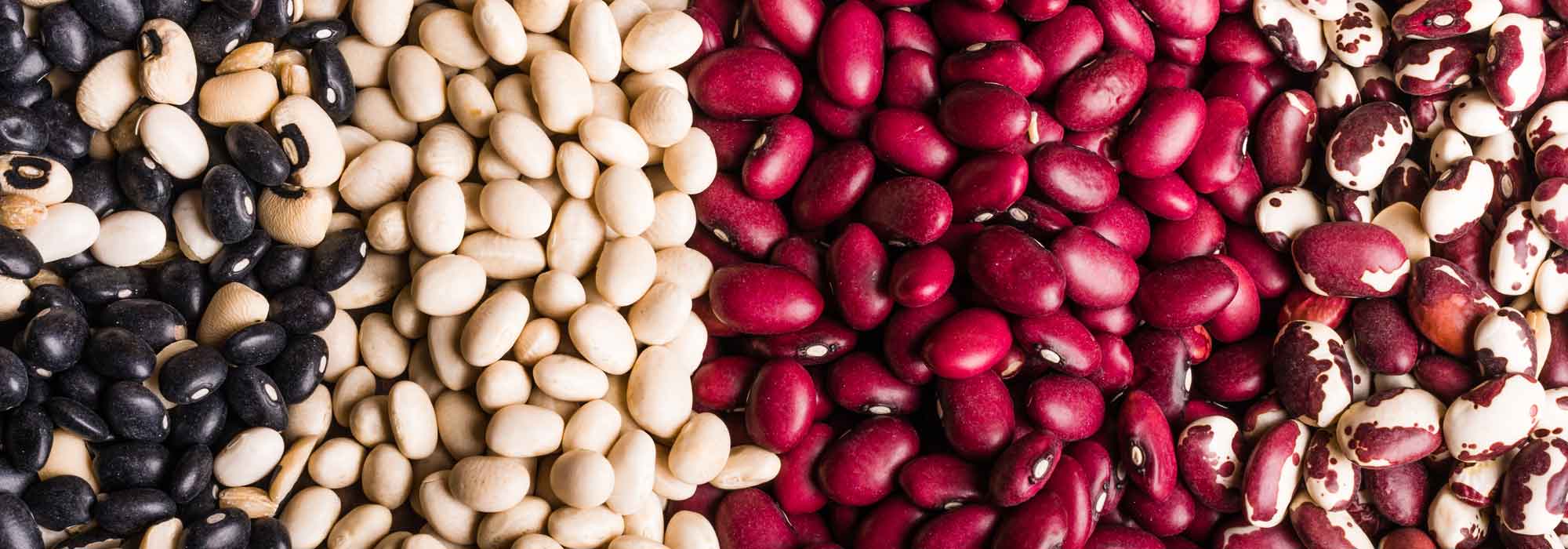 Beans : to sow, to grow, to harvest in the vegetable garden