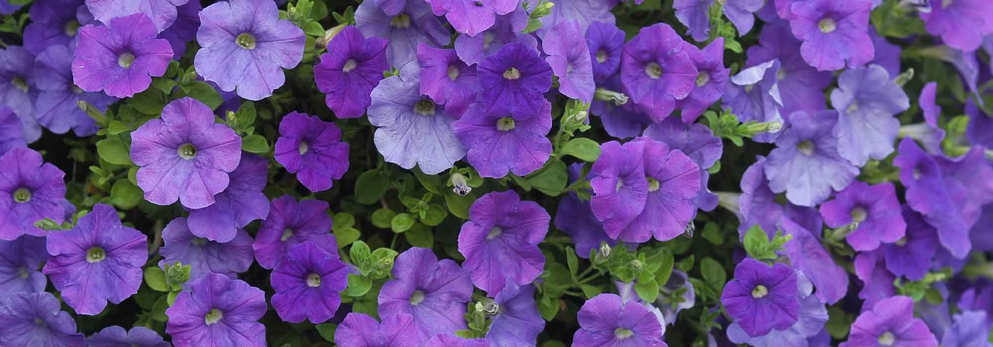 Petunia, Surfinia, Calibrachoa: planting, sowing, care