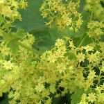 Alchemilla: planting, growing and care