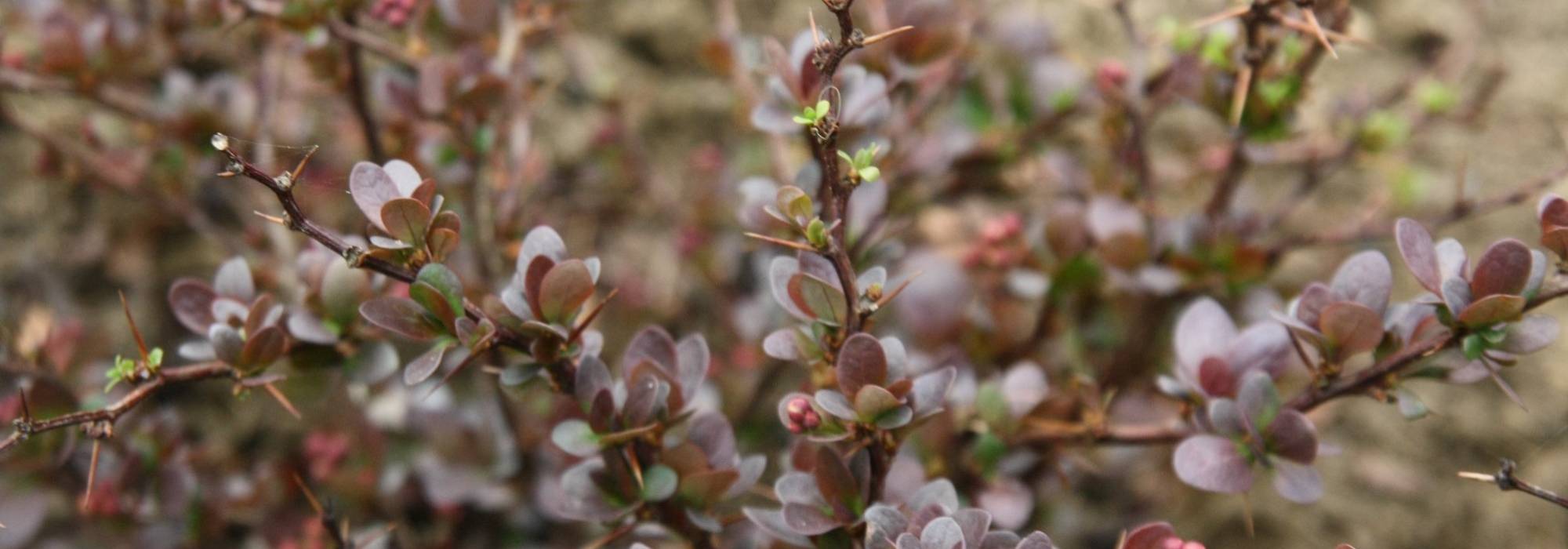 Berberis, barberry: planting, pruning and care