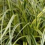 Carex: planting, dividing and care
