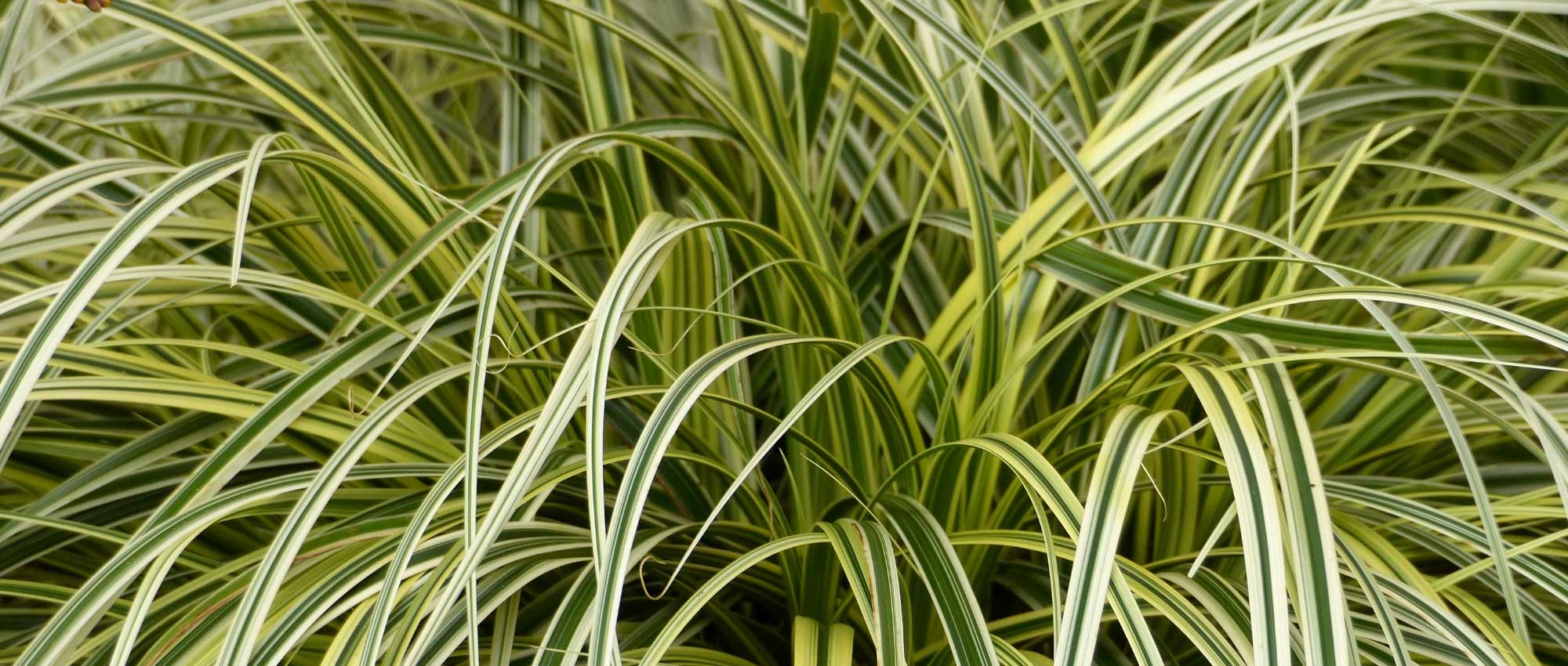 Carex: planting, dividing and care