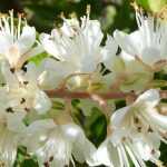 Clethra: planting, pruning and care