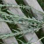 How to propagate lavender ? : an illustrated tutorial