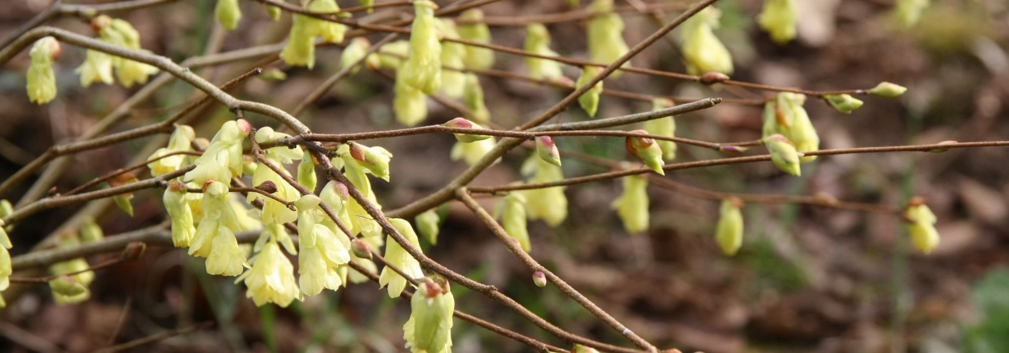 Corylopsis : planting, pruning and care