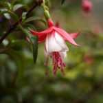 Fuchsia: planting, pruning, culture and maintenance