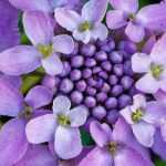 Iberis, Iberis sempervirens: planting, sowing and care