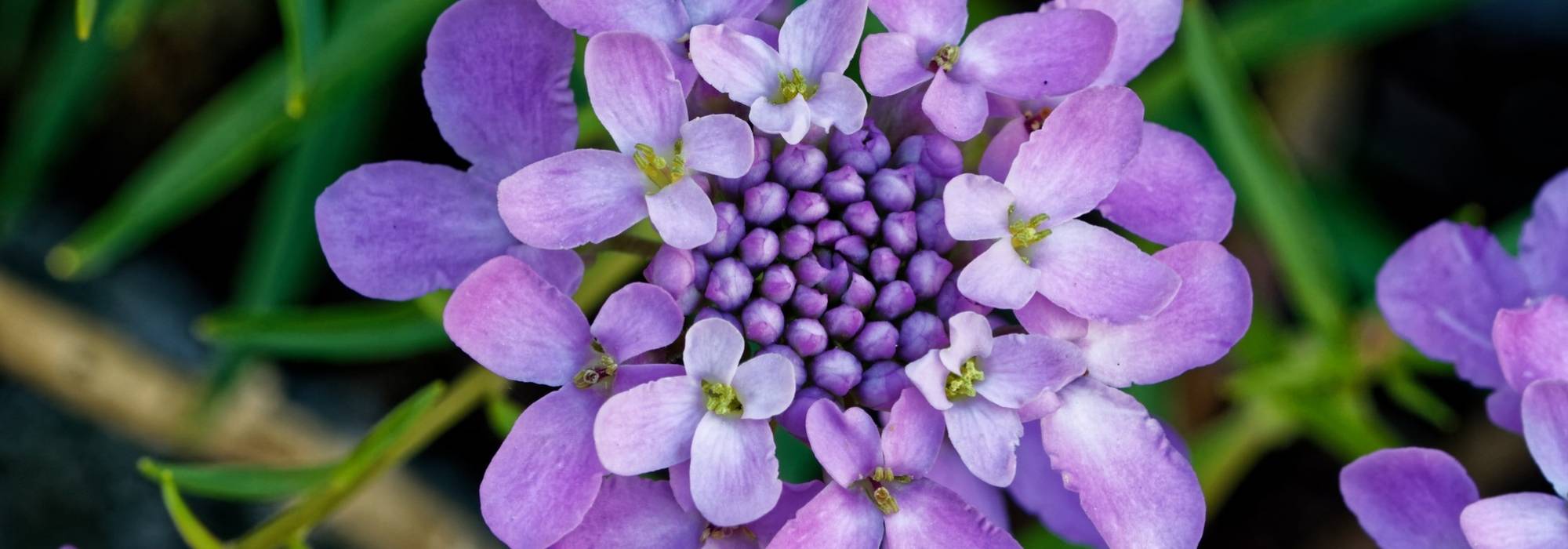 Iberis, Iberis sempervirens: planting, sowing and care