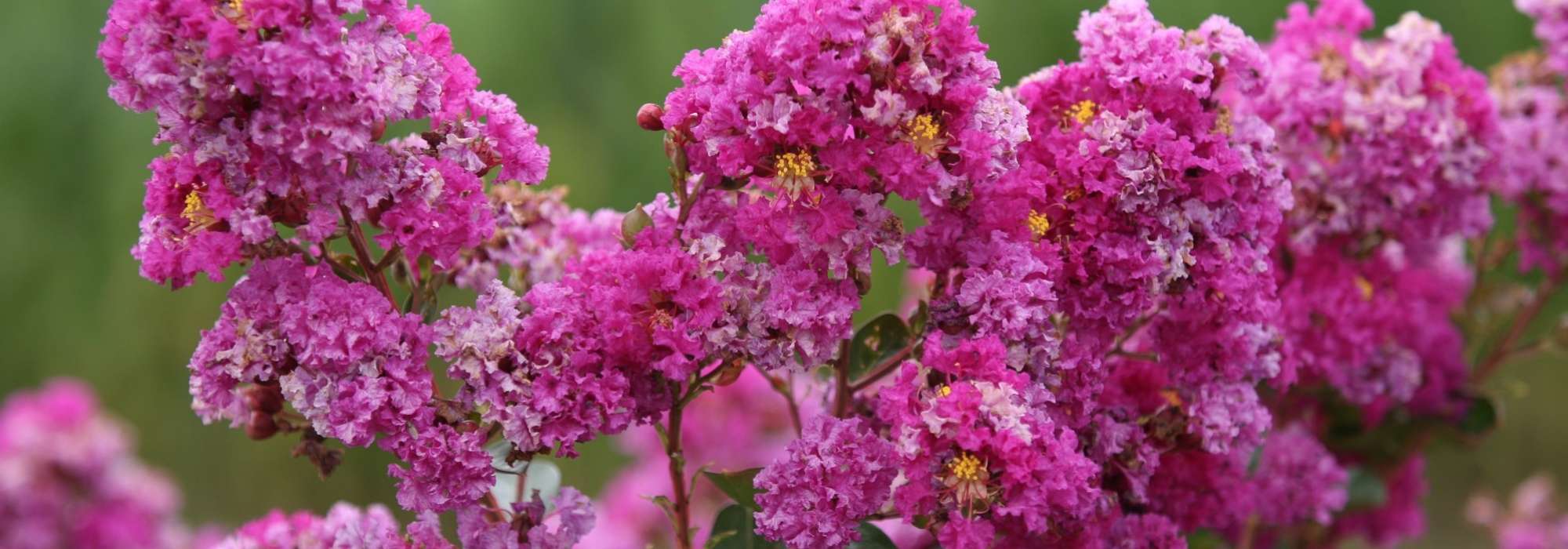 Lagerstroemia, Indian lilac: planting, growing and care