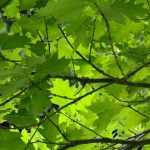 Oaks: planting, pruning and maintaining