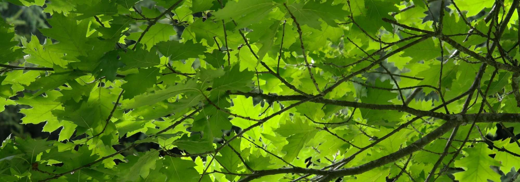 Oaks: planting, pruning and maintaining