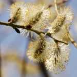 Willow, Salix: planting, pruning and care