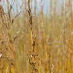 Molinie, Molinia caerulea: planting, division, pruning and care