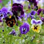 Pansies: growing, sowing, planting and care