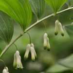 Sceau de Salomon, Polygonatum : planting, dividing and care