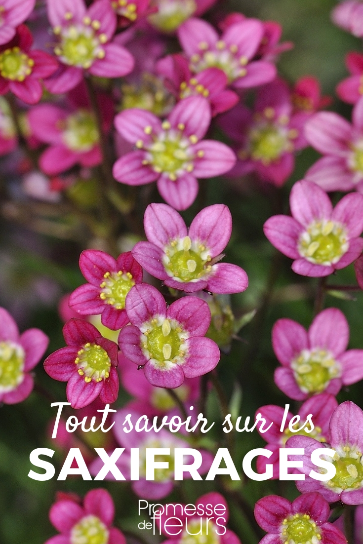 Saxifrages: Planting, Cultivating, Maintaining