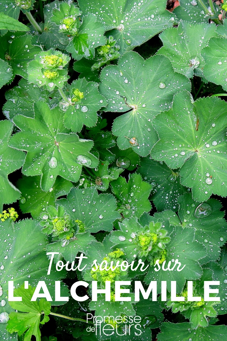 Lady's Mantle: Planting, Care, and Companionship