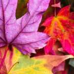 The most beautiful trees and bushes with autumn colouring