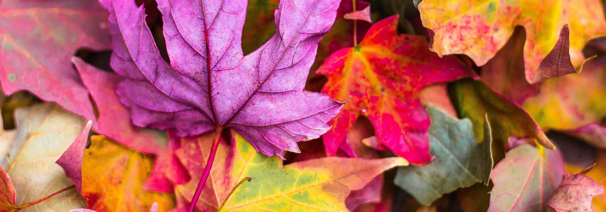 The most beautiful trees and bushes with autumn colouring