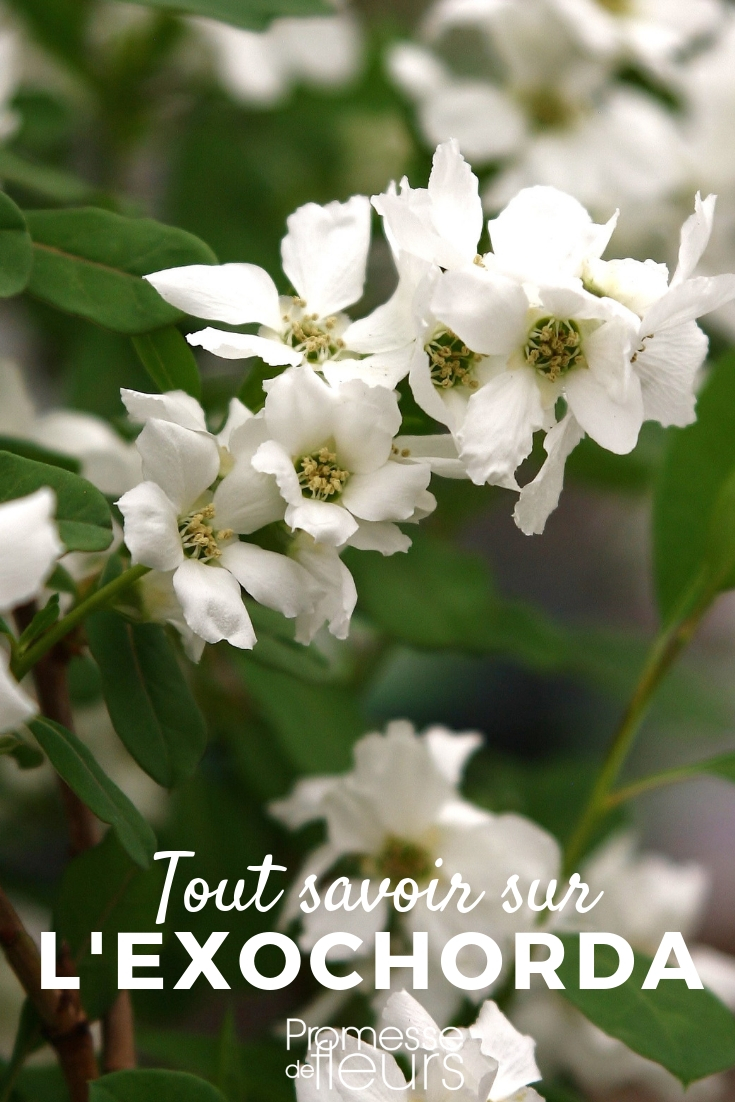 Exochorda, the Pearl Bush - Everything You Need to Know