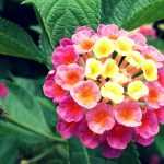 Lantana: planting and care