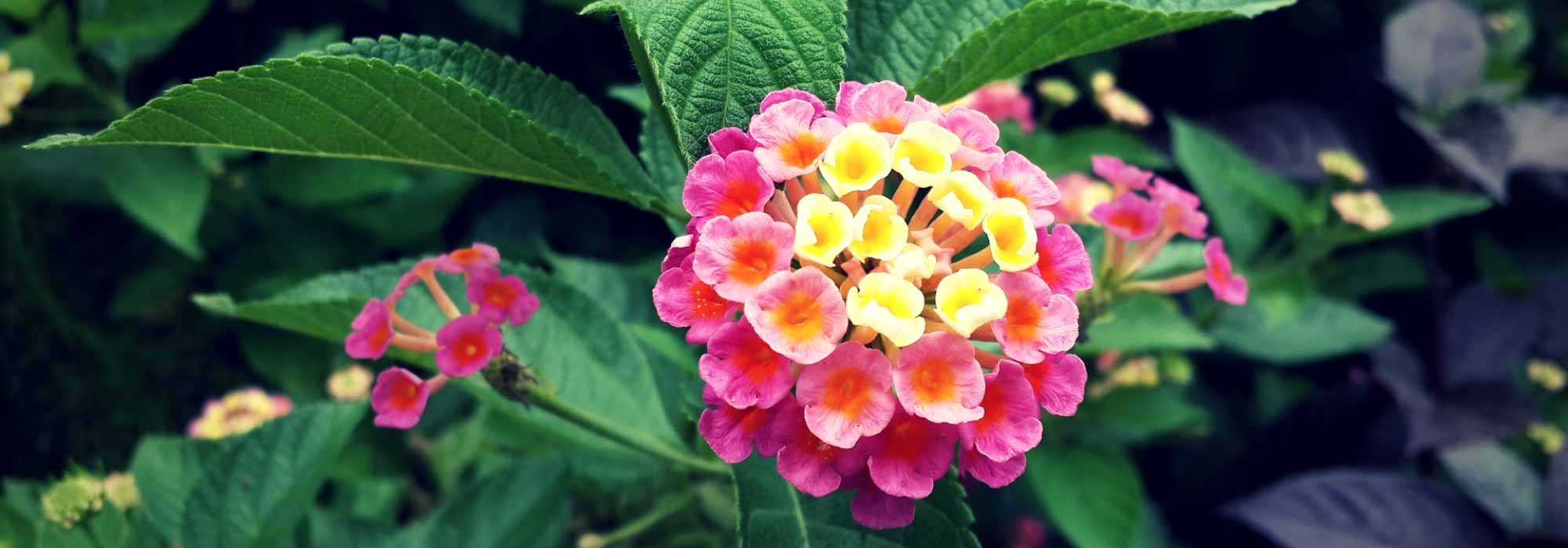 Lantana: planting and care