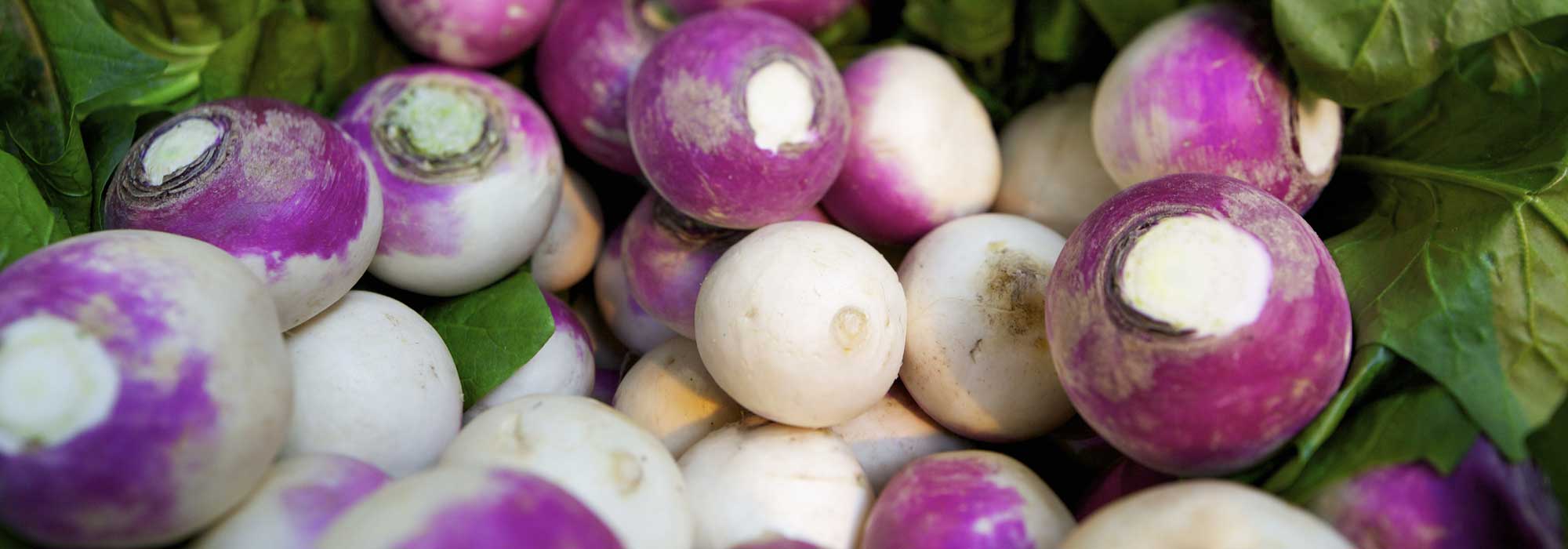 Turnip: sowing, growing and care
