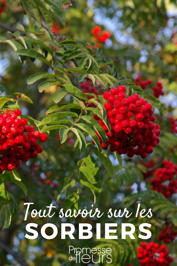 Rowan, Service Tree, and Wild Service Tree: Everything You Need to Know