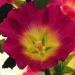 Hollyhock: sowing, planting, caring for
