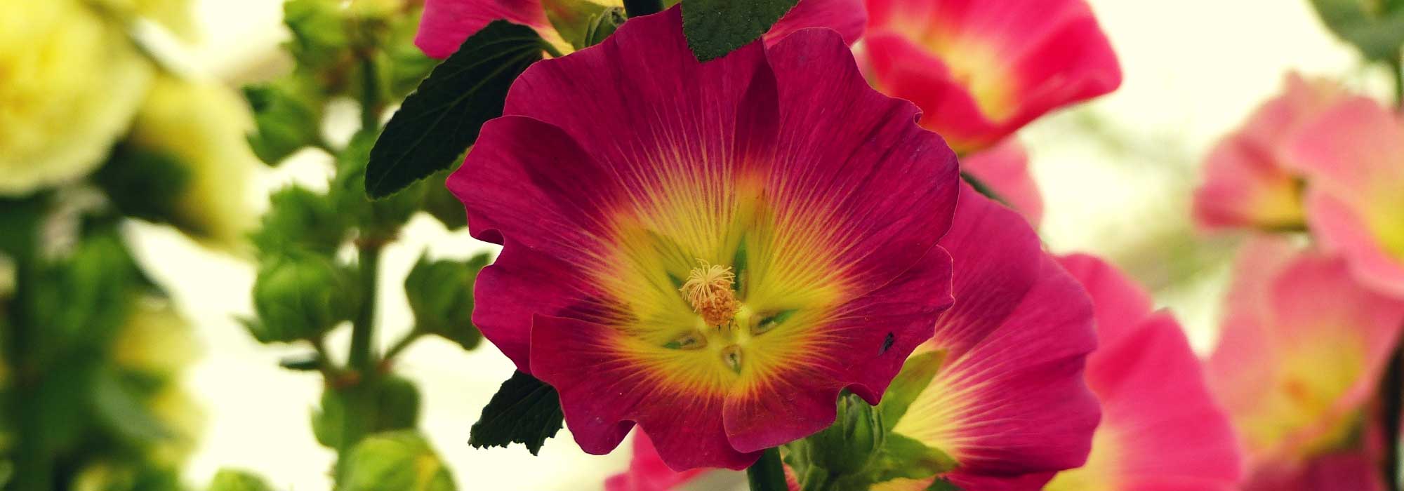 Hollyhock: sowing, planting, caring for