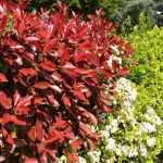 Hedge shrubs : bare roots, clumps, buckets, potted bushes... what to choose?
