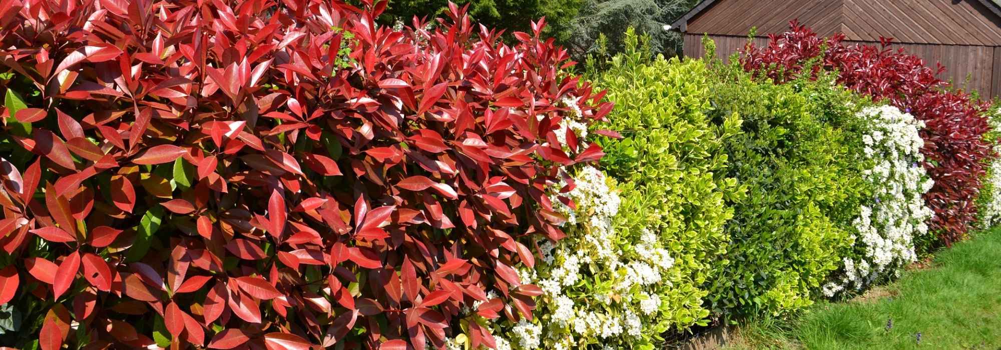 Hedge shrubs : bare roots, clumps, buckets, potted bushes... what to choose?