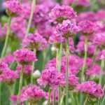 Armeria, sea thrift: planting, growing and care