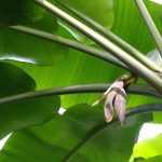 Banana plant: planting, cultivation and maintenance, in pot or in garden
